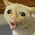 cykabass