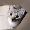 gatobranco0
