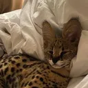 justagoodcat
