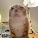 justagoodcat