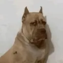 roderick.exe777