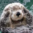 sn_otter_