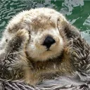 sn_otter_