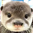 sn_otter_