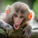 moonmonkey629. avatar