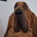 renatikscam