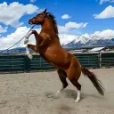 heidzzzzwithhorses