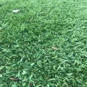 grass_no.1