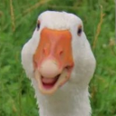 avatar Goose (dms always open)