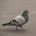 hijavalen