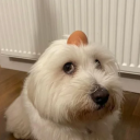 royaldox#8884's avatar