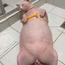 skibidi.ale