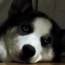 sidearmheater38 avatar