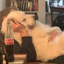 muttfrommars