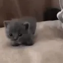 warcriminal_1 avatar