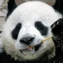 _pandah