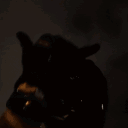 avatar ꧁⎝ 𓆩༺𝔤𝔲𝔱𝔰༻𓆪 ⎠꧂