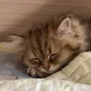 恰恰