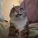 gatos7777