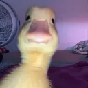 yotishy