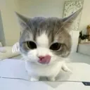 gjnnek