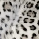 leopardinaaah