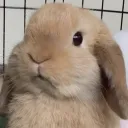 mew_buns avatar