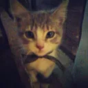 cocoismygoat