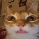 meow891 avatar