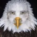 falconmanyeah