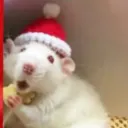 bruno_pochita avatar