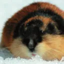 nekosenpaii