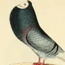 cleverpidgeon