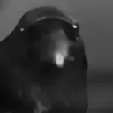 crowvael
