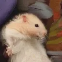 harleenqueenzel