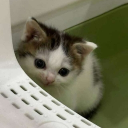 loskawoskakaos#4909's avatar