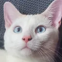 sheddylee