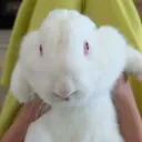 frogojin