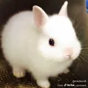 rabbit743317