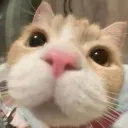 mchirfnn