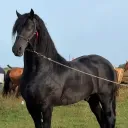 soto64233
