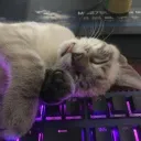 Аватар frostick_pb_48145