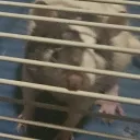 ratlover2010