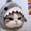 avatar cat