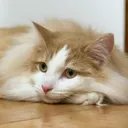 azuleat