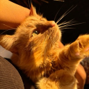 avatar lovelyemilyheart