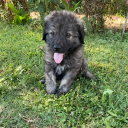 𝐩𝐫𝐢𝐧𝐠𝐥𝐞 𝐬𝐜𝐨𝐟𝐢𝐞𝐥𝐝's Avatar