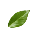 treebranch