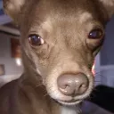 deanieweenie6 avatar