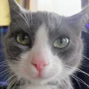 eqemu